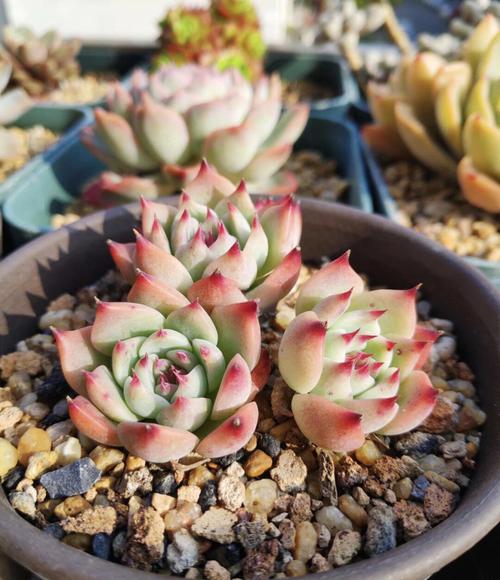 吉娃娃多肉怎么养才好看?-第1张图片-吾爱花网 吉娃娃多肉怎么养才好看?-第1张图片-吾爱花网