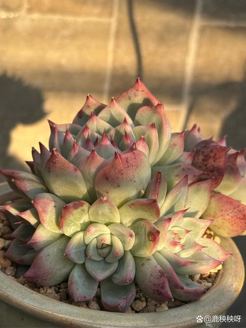 吉娃娃多肉怎么养才好看？-第3张图片-吾爱花网