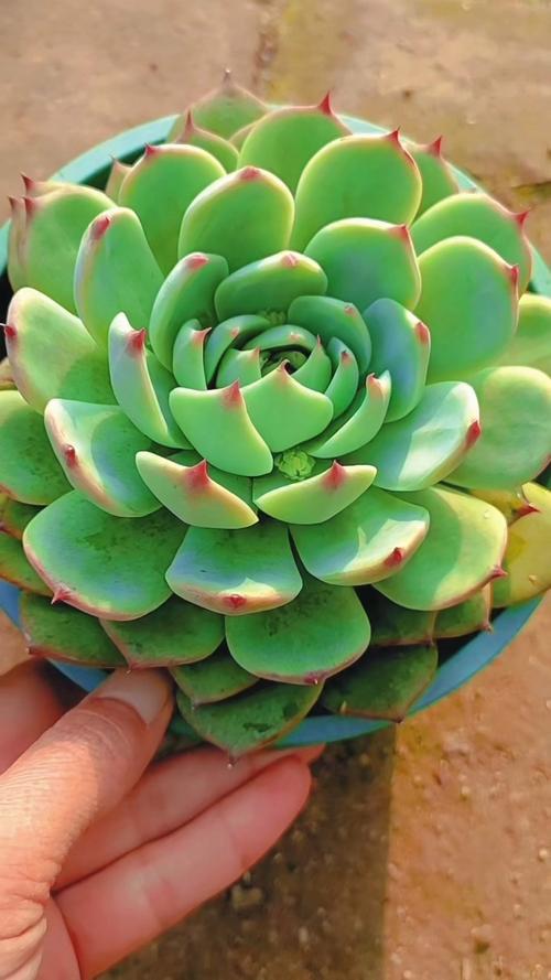 吉娃娃多肉怎么养才好看？-第2张图片-吾爱花网