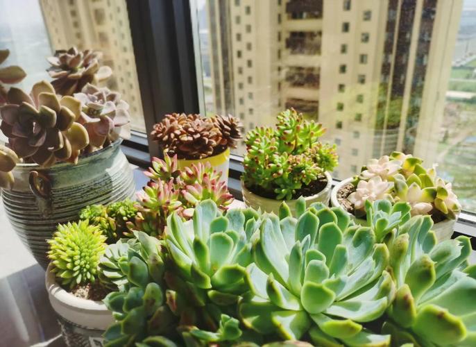 江苏多肉封闭阳台冬天怎么养?-第1张图片-吾爱花网 江苏多肉封闭阳台冬天怎么养?-第1张图片-吾爱花网