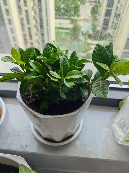 水培栀子花为何只长叶不生根？-第1张图片-吾爱花网