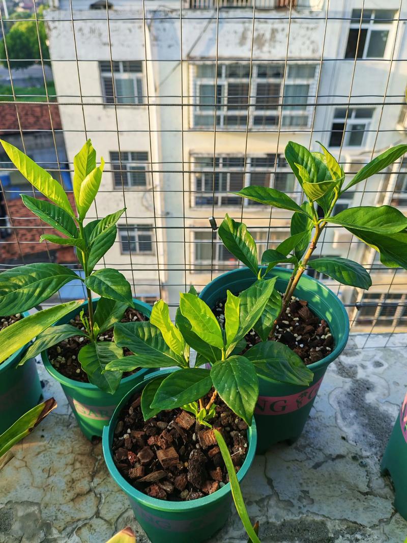 水培栀子花为何只长叶不生根？-第3张图片-吾爱花网