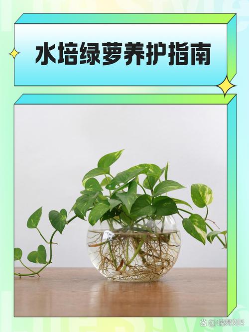 土培绿萝怎么转水培？-第1张图片-吾爱花网