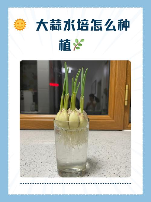 水培植物能用复合肥吗？-第2张图片-吾爱花网