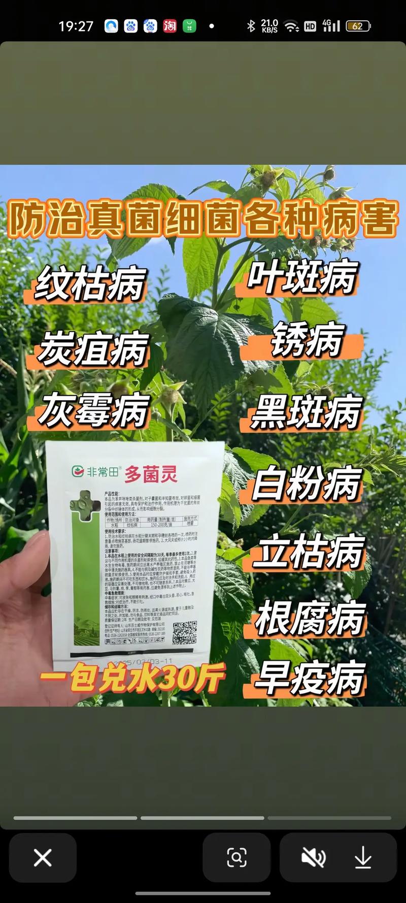 多肉泡多菌灵后必须晾干吗？-第3张图片-吾爱花网