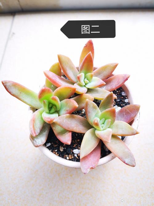 多肉泡多菌灵后必须晾干吗?-第1张图片-吾爱花网 多肉泡多菌灵后必须晾干吗?-第1张图片-吾爱花网