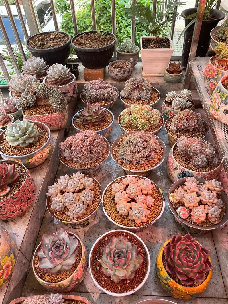 多肉泡多菌灵后必须晾干吗？-第2张图片-吾爱花网