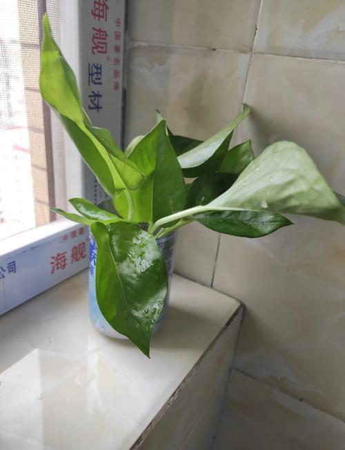 水培绿萝水脏了花会死吗?-第2张图片-吾爱花网 水培绿萝水脏了花会死吗?-第2张图片-吾爱花网