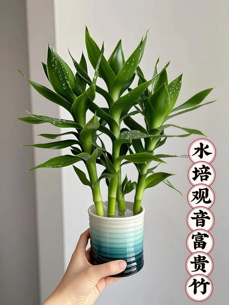 观音竹水培方法能剪根吗-第3张图片-吾爱花网 观音竹水培方法能剪根吗-第3张图片-吾爱花网