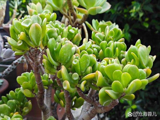 20多度多肉露养可行吗?-第2张图片-吾爱花网 20多度多肉露养可行吗?-第2张图片-吾爱花网