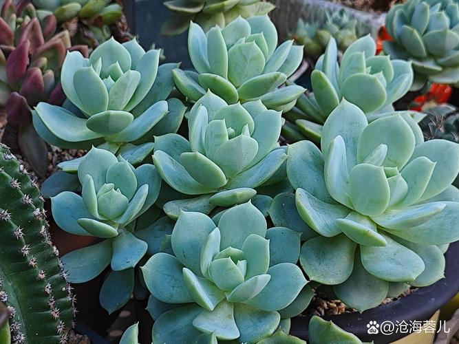 20多度多肉露养可行吗?-第1张图片-吾爱花网 20多度多肉露养可行吗?-第1张图片-吾爱花网