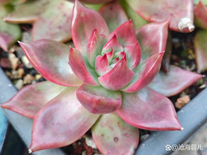 20多度多肉露养可行吗?-第3张图片-吾爱花网 20多度多肉露养可行吗?-第3张图片-吾爱花网