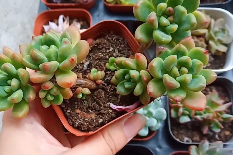 砍头多肉涂多菌灵，伤口要晾多久？-第3张图片-吾爱花网