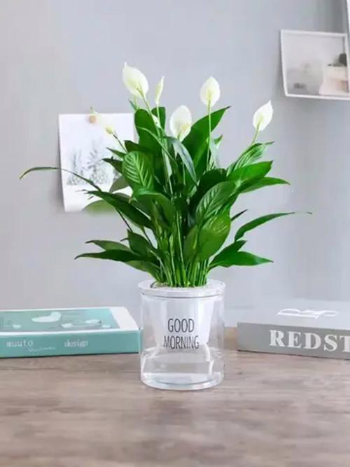 白掌土培转水培,直接水养能活吗?-第2张图片-吾爱花网 白掌土培转水培,直接水养能活吗?-第2张图片-吾爱花网