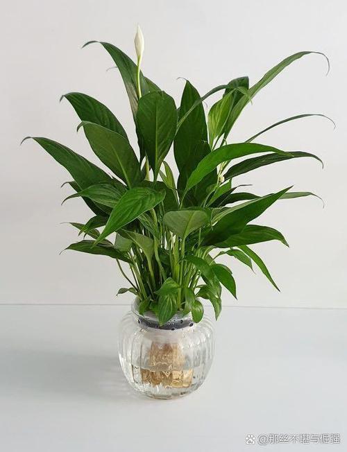白掌土培转水培,直接水养能活吗?-第1张图片-吾爱花网 白掌土培转水培,直接水养能活吗?-第1张图片-吾爱花网