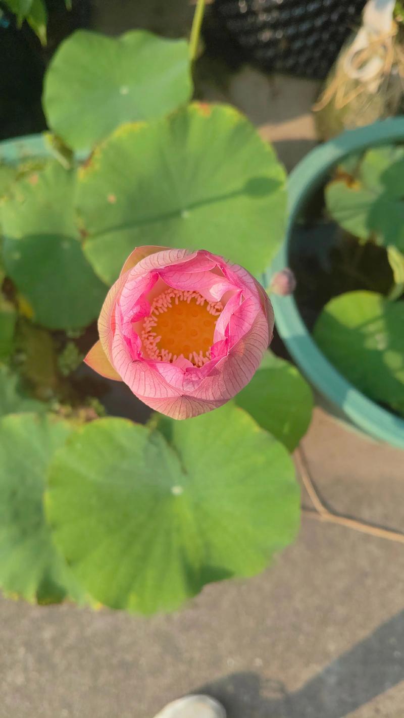 哪些盆栽观赏莲花品种值得养?-第2张图片-吾爱花网 哪些盆栽观赏莲花品种值得养?-第2张图片-吾爱花网