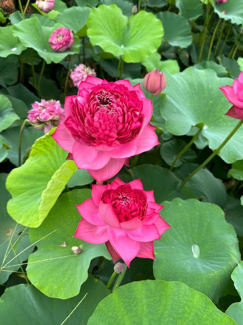 哪些盆栽观赏莲花品种值得养?-第1张图片-吾爱花网 哪些盆栽观赏莲花品种值得养?-第1张图片-吾爱花网