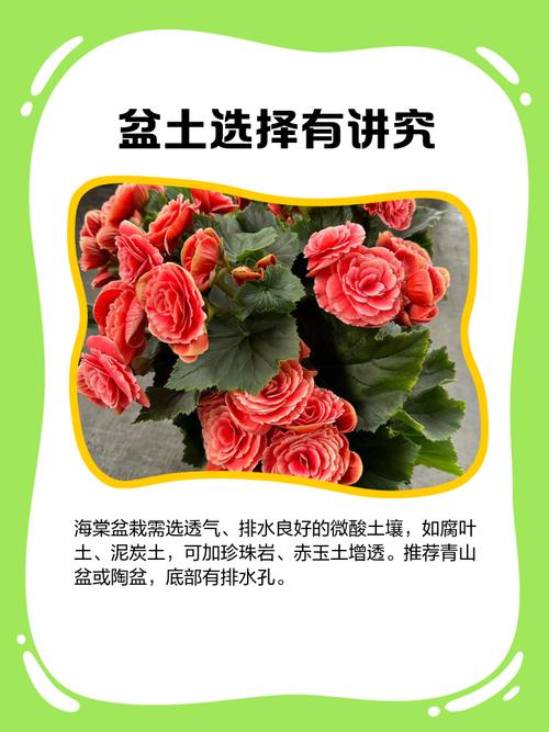 盆栽海棠如何促花多开?-第2张图片-吾爱花网 盆栽海棠如何促花多开?-第2张图片-吾爱花网