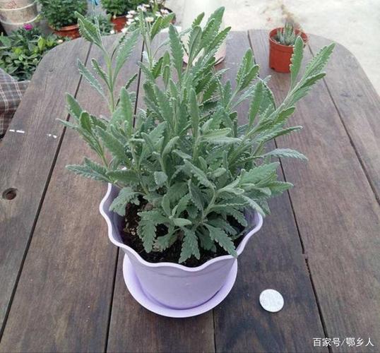 薰衣草花后修剪到底怎么剪?-第3张图片-吾爱花网 薰衣草花后修剪到底怎么剪?-第3张图片-吾爱花网