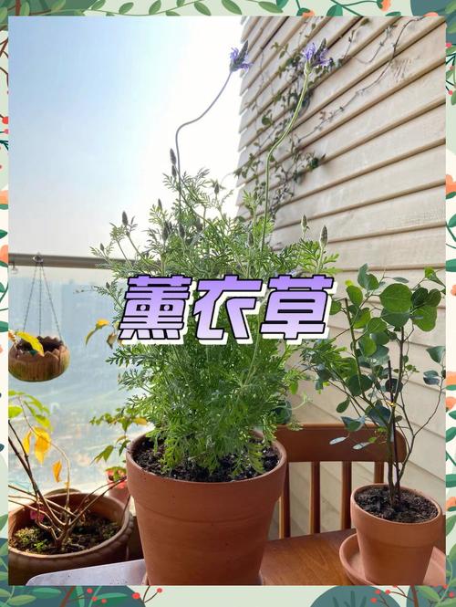 薰衣草花后修剪到底怎么剪?-第1张图片-吾爱花网 薰衣草花后修剪到底怎么剪?-第1张图片-吾爱花网