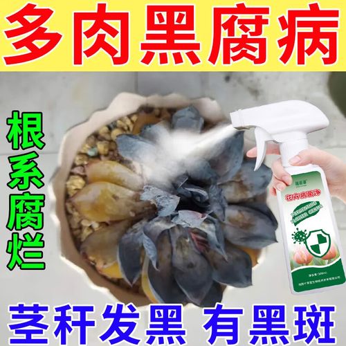 多肉黑腐用多菌灵怎么治?-第2张图片-吾爱花网 多肉黑腐用多菌灵怎么治?-第2张图片-吾爱花网