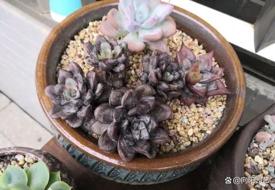 多肉多菌灵用多了会怎样-第3张图片-吾爱花网 多肉多菌灵用多了会怎样-第3张图片-吾爱花网