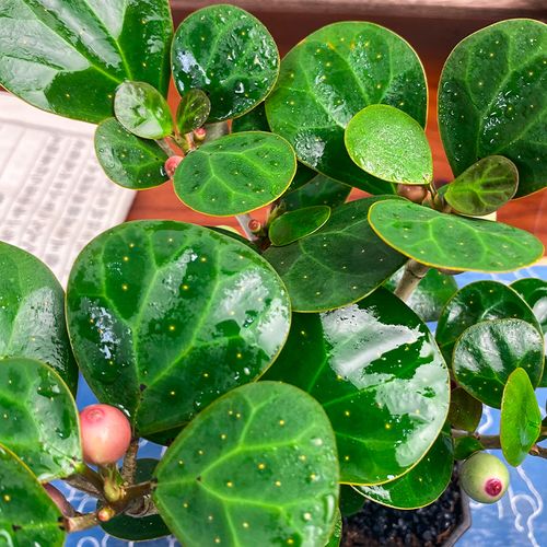 办公室水培花，好养还是添麻烦？-第3张图片-吾爱花网