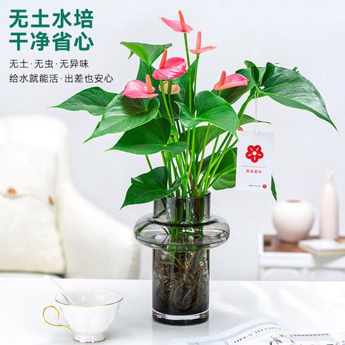 办公室水培花，好养还是添麻烦？-第2张图片-吾爱花网