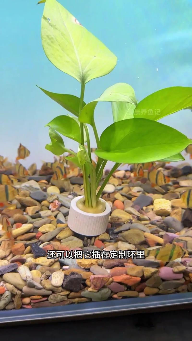 缓释肥能直接放水培绿萝水里吗?-第2张图片-吾爱花网 缓释肥能直接放水培绿萝水里吗?-第2张图片-吾爱花网