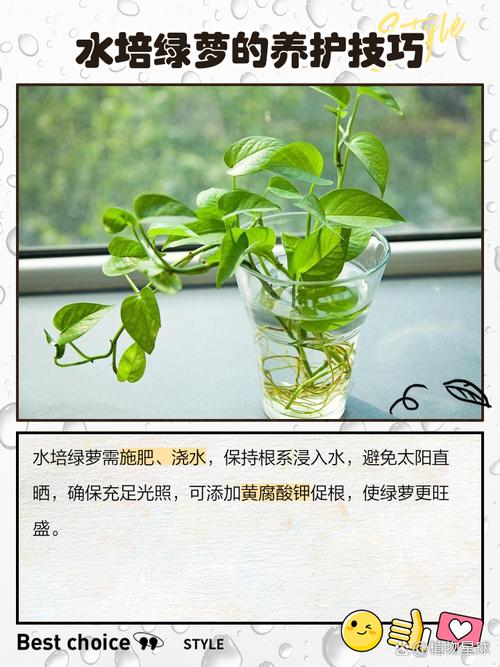 缓释肥能直接放水培绿萝水里吗?-第3张图片-吾爱花网 缓释肥能直接放水培绿萝水里吗?-第3张图片-吾爱花网