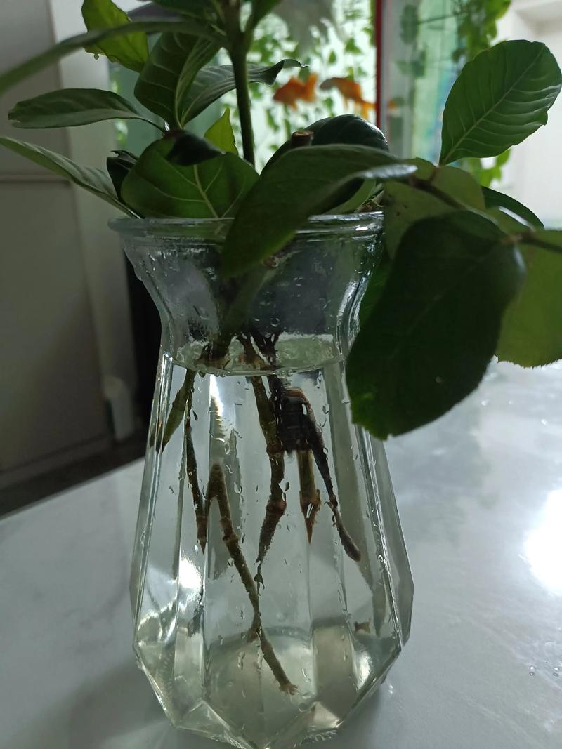 栀子花水培转土培最佳时间是什么时候?-第2张图片-吾爱花网 栀子花水培转土培最佳时间是什么时候?-第2张图片-吾爱花网