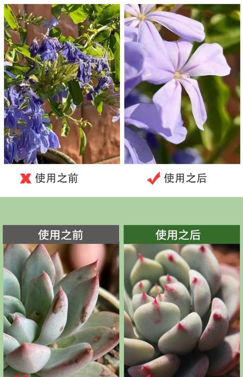 多肉出状态是因多菌灵,还是巧合?-第2张图片-吾爱花网 多肉出状态是因多菌灵,还是巧合?-第2张图片-吾爱花网