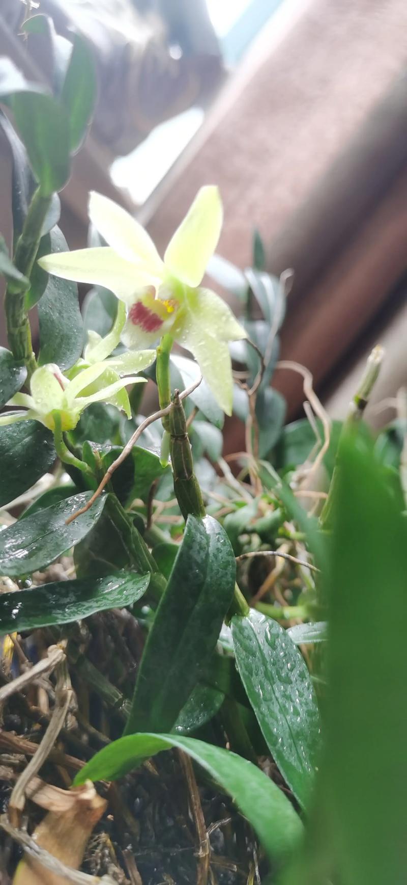 哪里买盆栽铁皮石斛最便宜？-第3张图片-吾爱花网