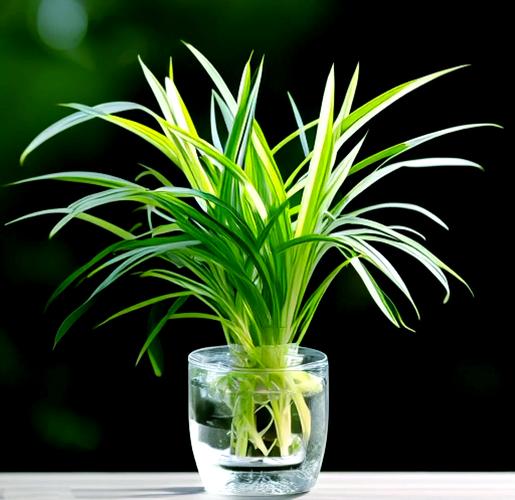 吊兰水培用营养液会怎样？-第1张图片-吾爱花网