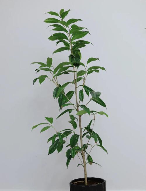 金茶花家庭盆栽怎么养才开花？-第2张图片-吾爱花网