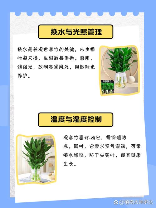 水培观音竹怎么养才能更旺？-第1张图片-吾爱花网