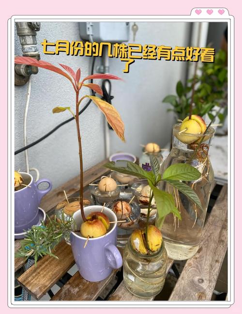 盆栽果树栽培方法有哪些关键要点？-第2张图片-吾爱花网