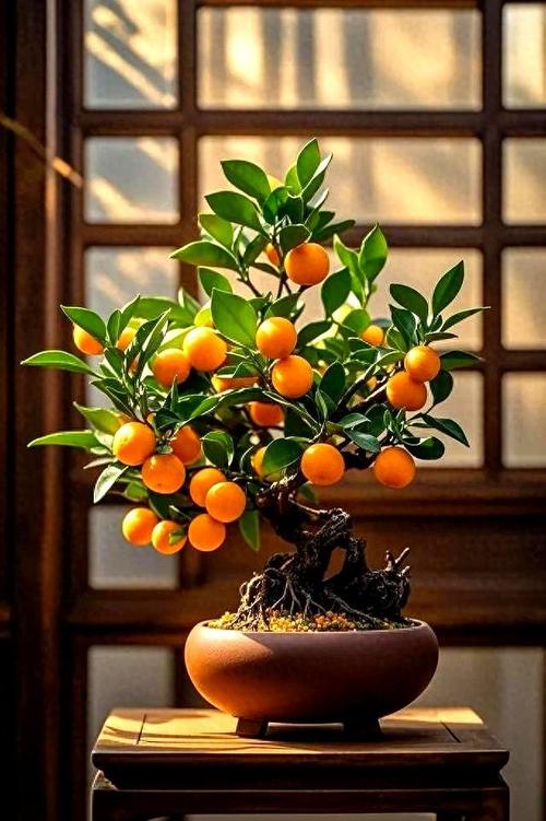 小金桔盆栽冬天怎么养才过冬？-第3张图片-吾爱花网