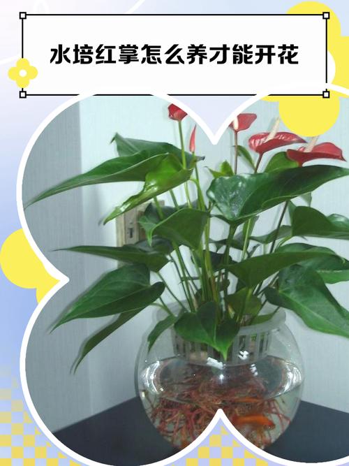 水培红掌到手后怎么养护?-第1张图片-吾爱花网 水培红掌到手后怎么养护?-第1张图片-吾爱花网