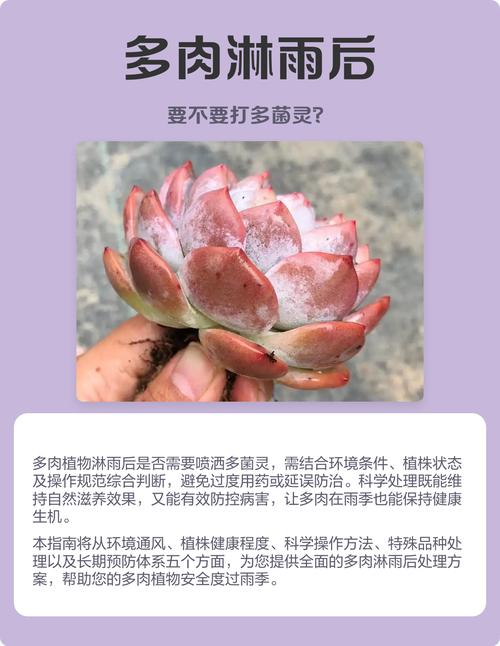 多肉冬天浇多菌灵会伤根吗?-第3张图片-吾爱花网 多肉冬天浇多菌灵会伤根吗?-第3张图片-吾爱花网