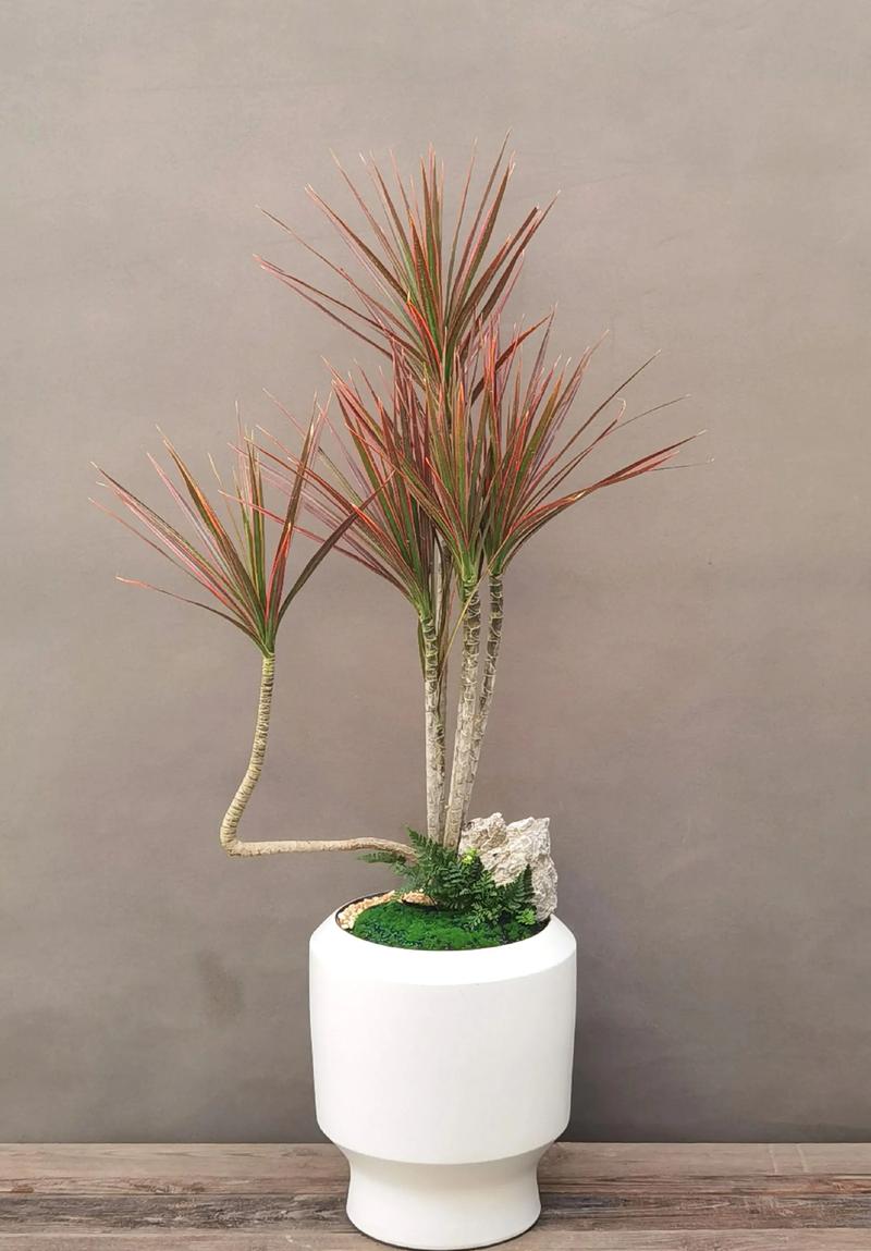 千年木水培快生,如何快速生根?-第2张图片-吾爱花网 千年木水培快生,如何快速生根?-第2张图片-吾爱花网