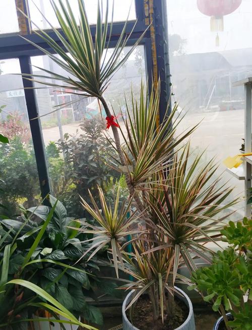 千年木水培快生,如何快速生根?-第1张图片-吾爱花网 千年木水培快生,如何快速生根?-第1张图片-吾爱花网