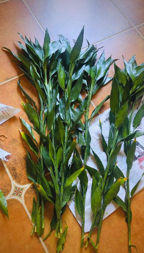 水培富贵竹总死？问题出在哪？-第2张图片-吾爱花网