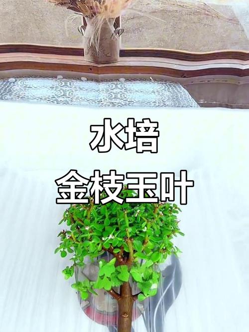金枝玉叶带根能直接水培吗？-第1张图片-吾爱花网