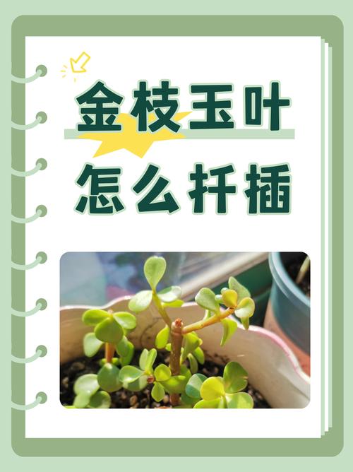 金枝玉叶带根能直接水培吗？-第2张图片-吾爱花网