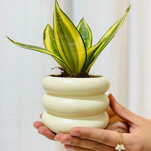 哈尼虎皮兰盆栽图片有哪些品种与养护技巧?-第1张图片-吾爱花网 哈尼虎皮兰盆栽图片有哪些品种与养护技巧?-第1张图片-吾爱花网