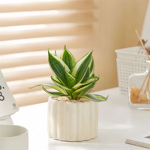 哈尼虎皮兰盆栽图片有哪些品种与养护技巧?-第2张图片-吾爱花网 哈尼虎皮兰盆栽图片有哪些品种与养护技巧?-第2张图片-吾爱花网