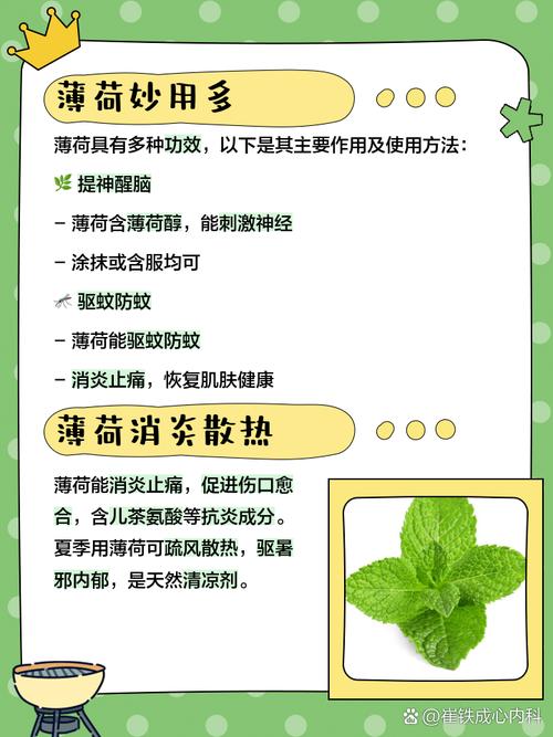 盆栽薄荷吃了到底有啥好处？-第1张图片-吾爱花网