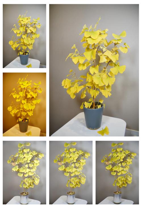 银杏盆栽怎么养？图解方法看这里！-第3张图片-吾爱花网