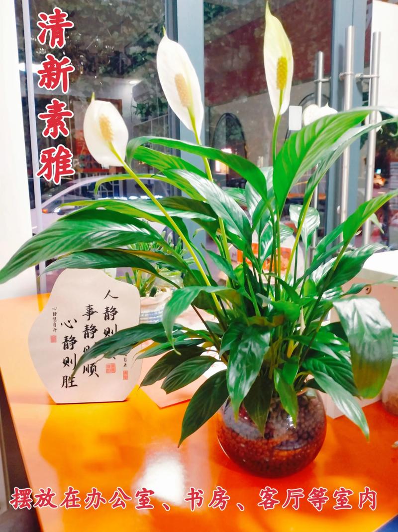 一帆风顺能水培繁殖吗？-第2张图片-吾爱花网